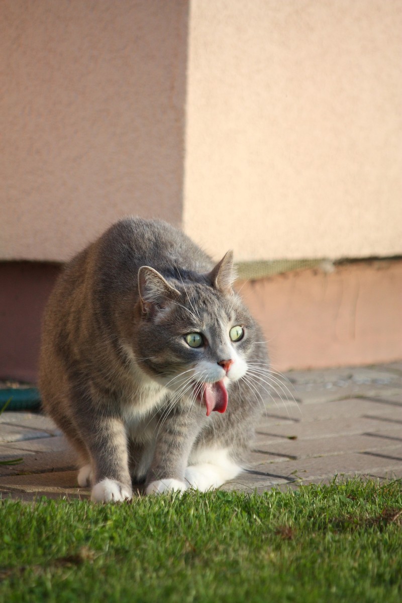 Katzen fressen häufig Gras, damit sie dann erbrechen.