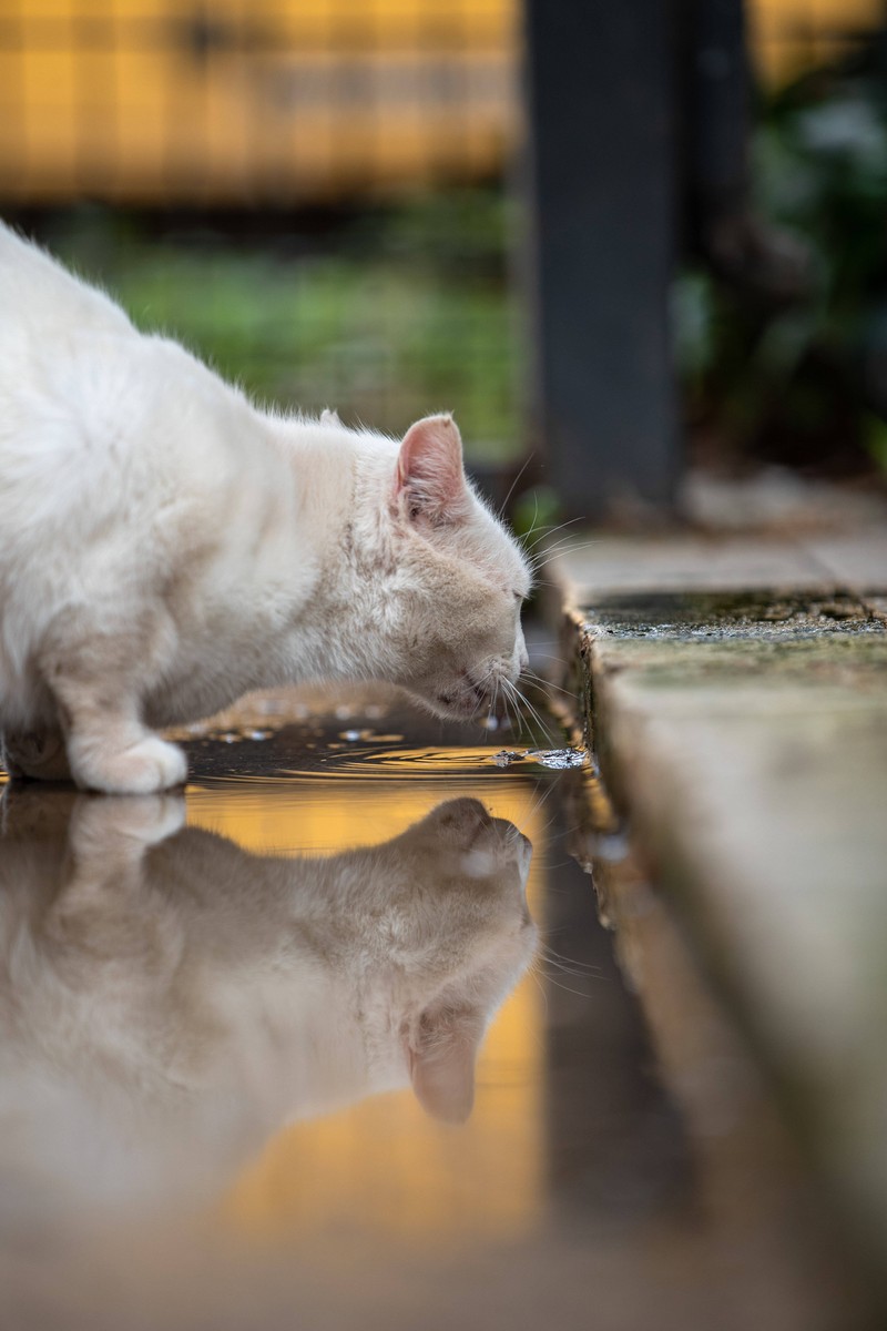 Katzen können bei Erbrechen schnell dehydriert sein.