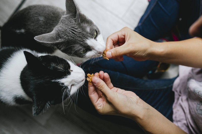 Nachdem die Katze erbrochen hat, darf sie 24 Stunden nichts fressen, und dann erstmal Schonkost.
