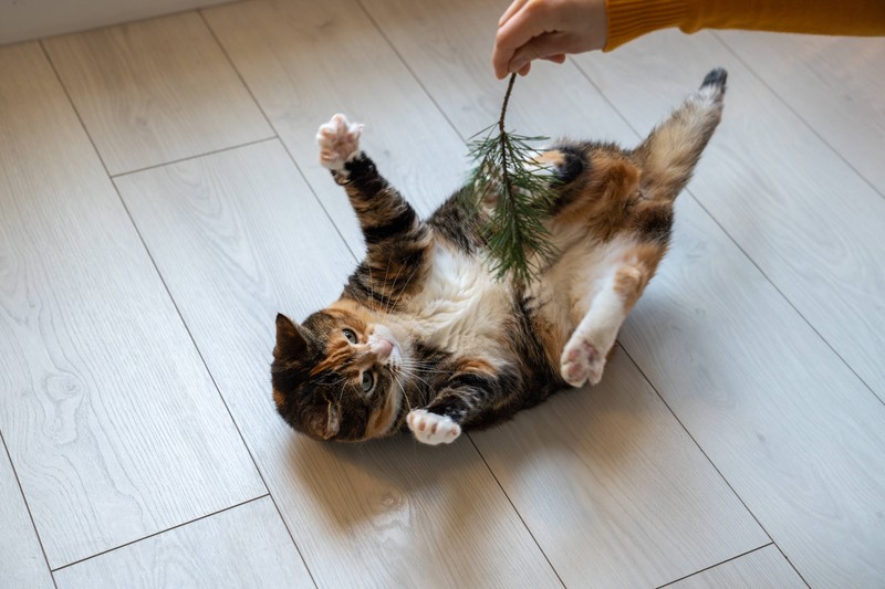 Übergewichtige Katzen sind besonders anfällig.