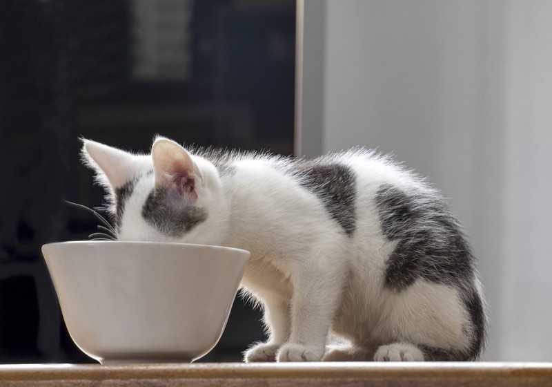 Was bedeutet es, wenn sich deine Katze nach dem Füttern übergibt?