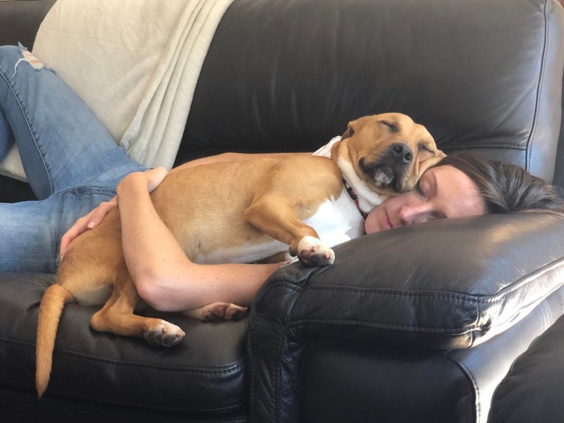 Der adoptierte Hund hat sich schnell eine seine neuen menschlichen Mitbewohner gewöhnt.