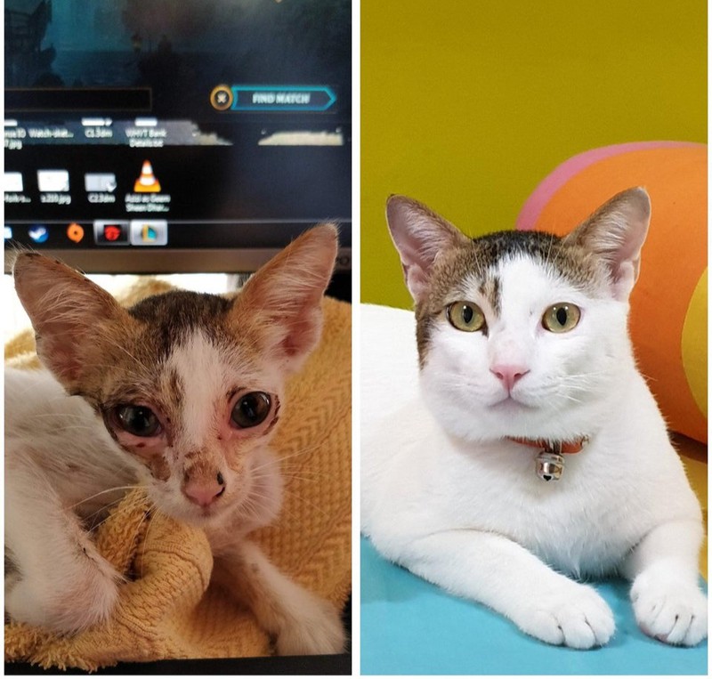 Die Liebe eines Menschen kann Katzen bei der Genesung helfen.