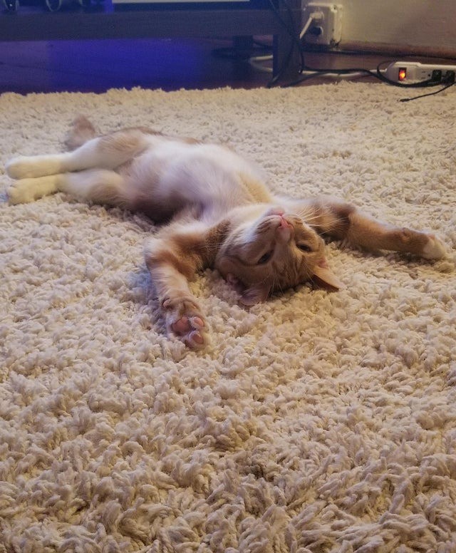 Katzen zeigen ihren Menschen ihre Dankbarkeit auf unterschiedliche Weise.