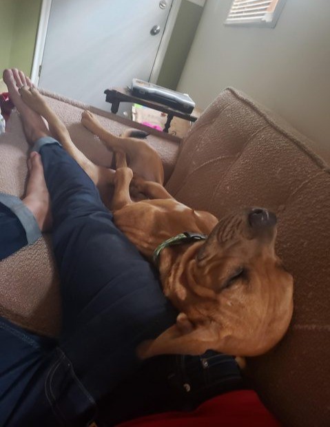 Man dachte, der Hund sei schüchtern, bis er adoptiert wurde.
