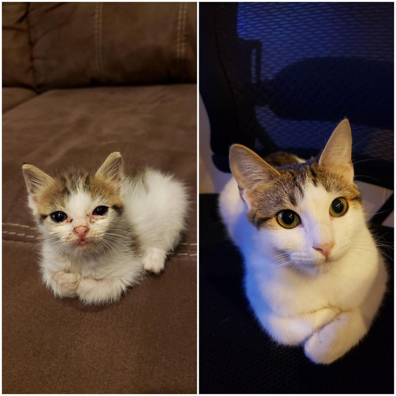 Wenn eine Katze das richtige Zuhause findet, kann sie richtig aufblühen.