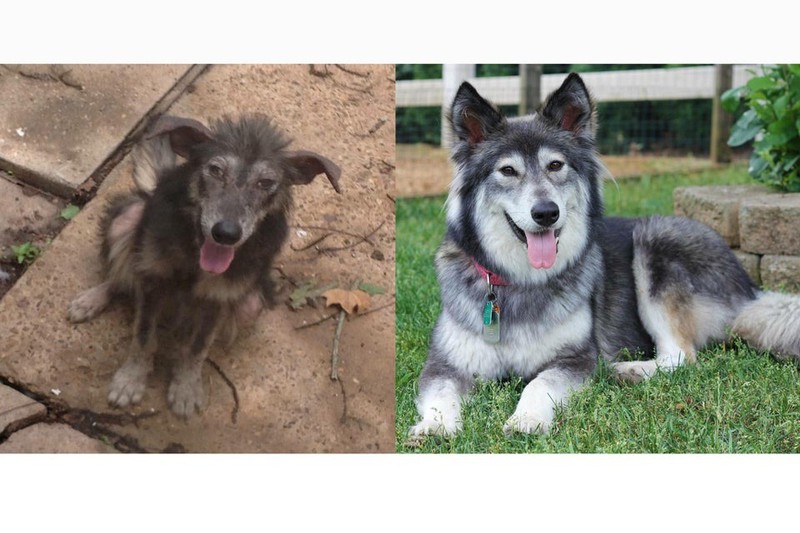Wenn kranke Hunde beim richtigen Frauchen sind, können sie wieder gesund werden.