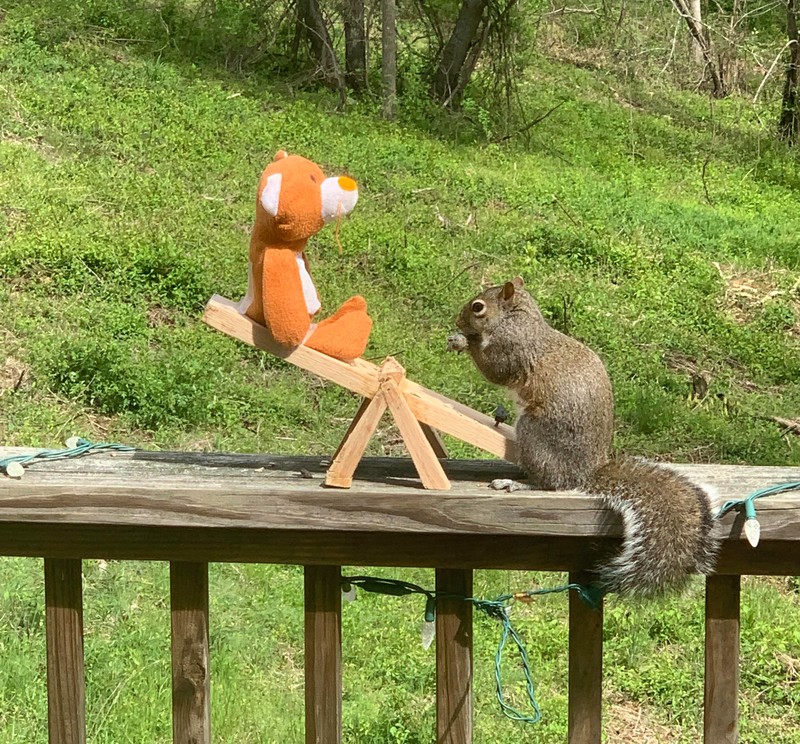 Das Eichhörnchen hat eine Wippe geschenkt bekommen