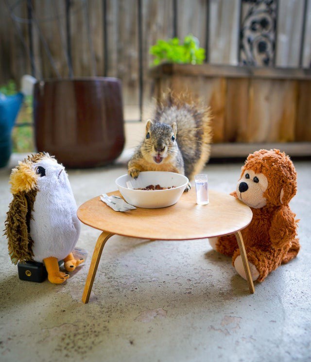 Einige Eichhörnchen bekommen während Corona viel Liebe ab, wie dieses, das einen eigenen Tisch gezaubert bekommt.