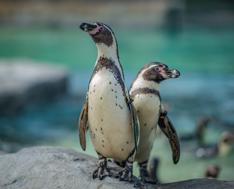 Der Newquay Zoo in England bekam eine Seifenblasen-Maschine geschenkt, um die Pinguine zu unterhalten.