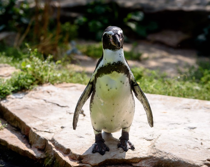 Pinguine, die in Zoos im Gehege leben, müssen gut von ihren Pflegern unterhalten werden.