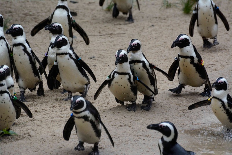 Pinguine in Zoos haben auch mal Langeweile, weshalb man für Abwechslung sorgen muss.