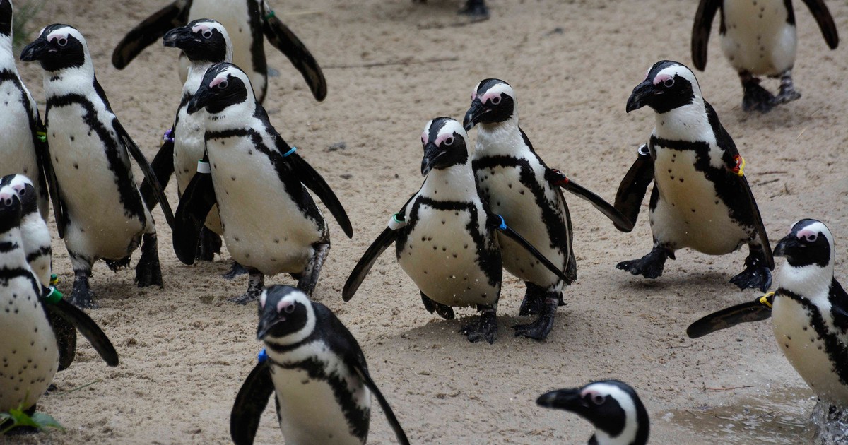 England: Pinguine bekommen Seifenblasen-Maschine und lieben es
