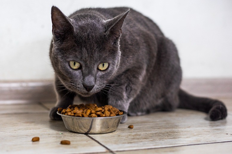 Ein ruhiger Futterplatz ist für Katzen von großer Bedeutung.