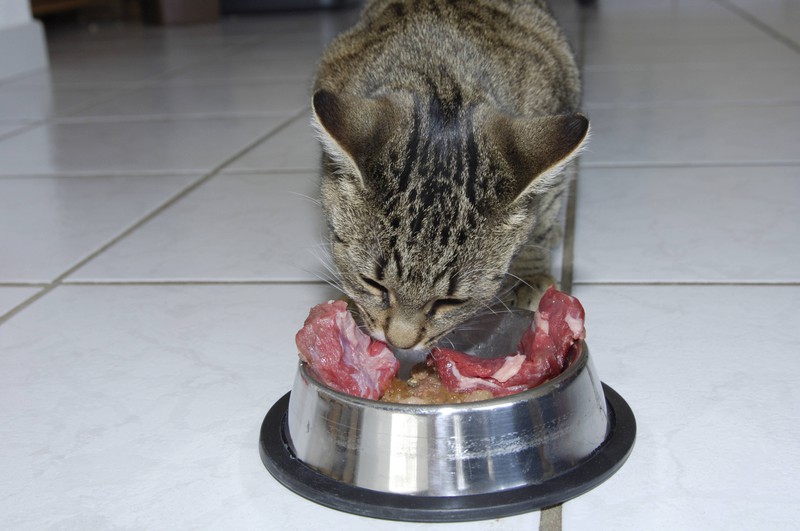 Eine Katze frisst Frischfleisch