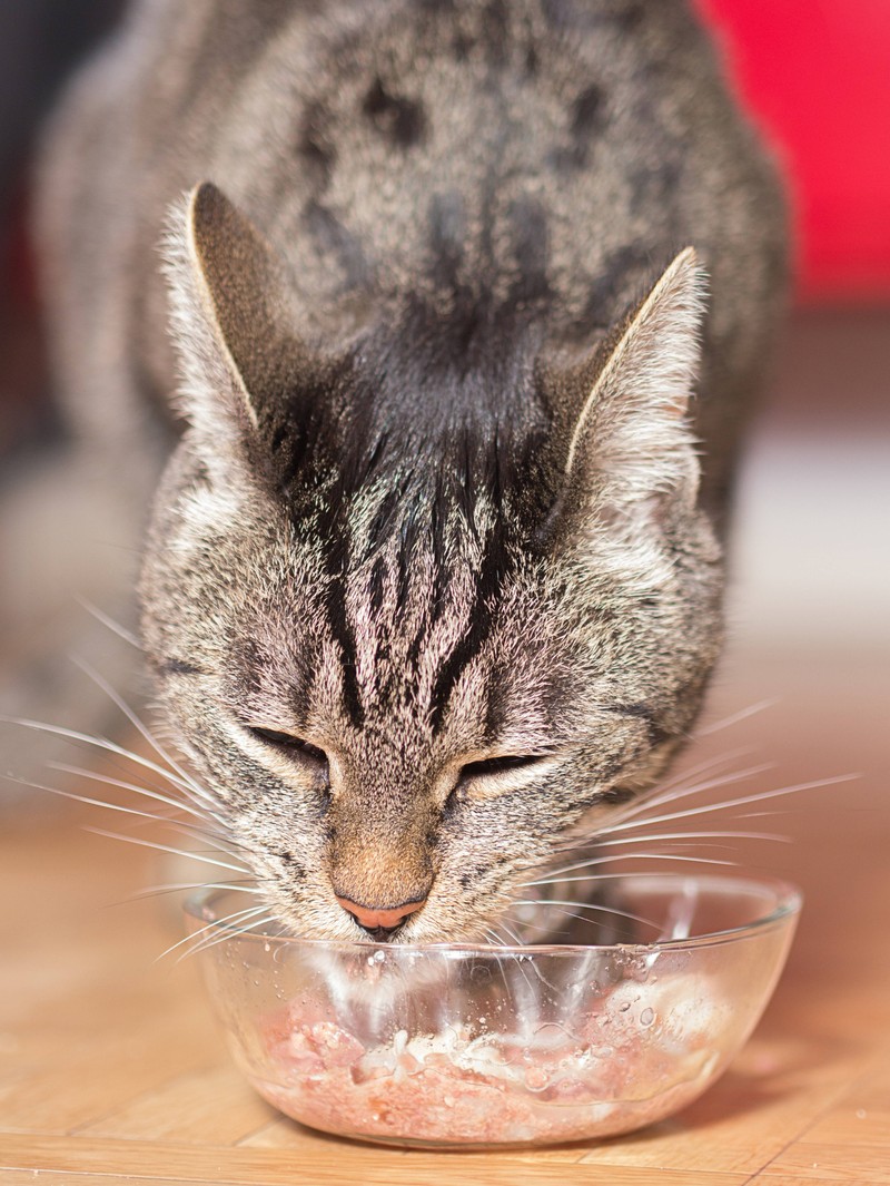 Eine Katze frisst Frischfleisch.