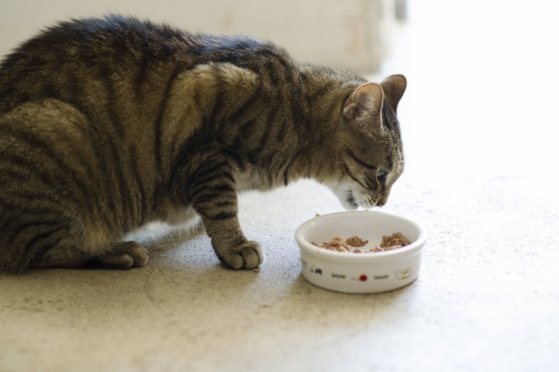 Eine Katze frisst gutes Futter aus ihrem Napf