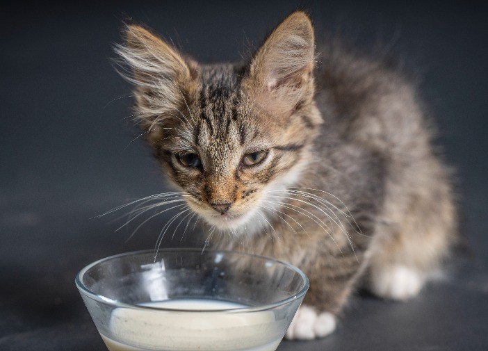 Eine Katze frisst gutes Futter aus ihrem Napf.