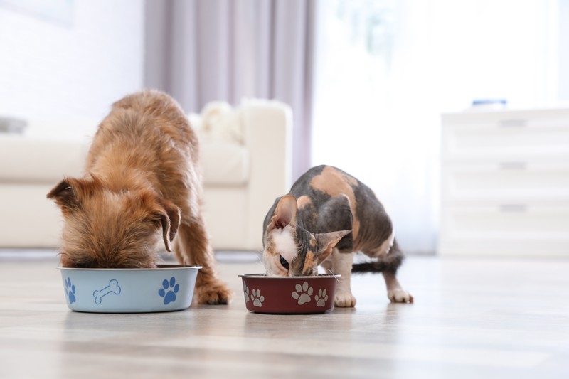 Es ist zwar in Ordnung, wenn eine Katze gelegentlich Hundefutter frisst, doch es sollte keine dauerhafte Lösung sein.