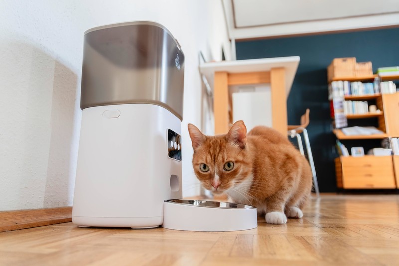 Katzen sind Gewohnheitstiere und fühlen sich besonders wohl, wenn ihr Alltag strukturiert ist.