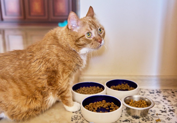 Trockenfutter ist für Katzen mehr Snack.