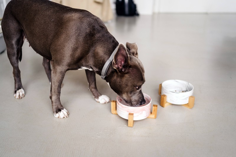 Achtung vor Zucker im Hundefutter.