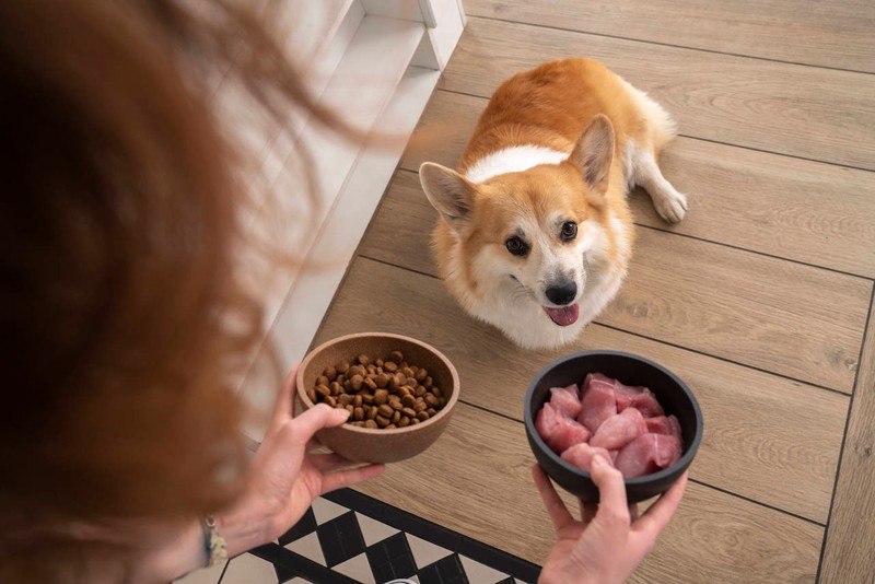 Es gibt ein paar Dinge, die bei gutem Hundefutter enthalten sein sollten.