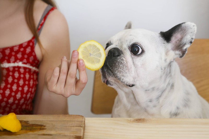 Es gibt noch mehr, außer Proteine, die wichtig sind für das Hundefutter.