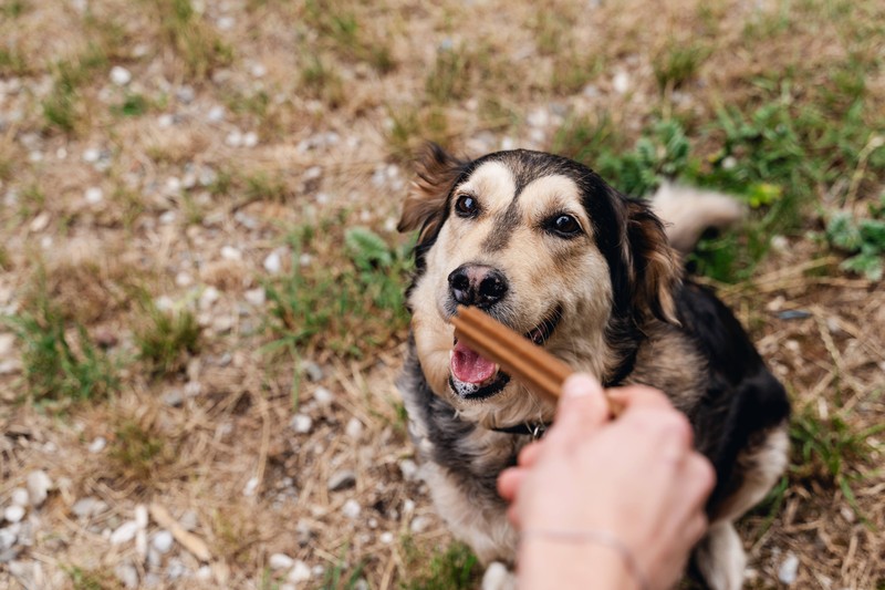 Hunde sollten nicht zu häufig mit Leckerlis gefüttert werden.