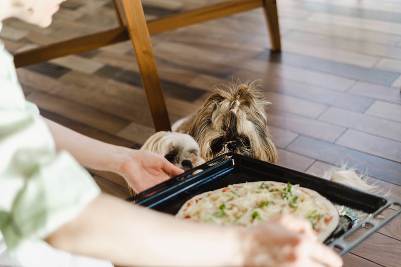Manche Hunde haben sich an die menschliche Ernährung gewöhnt.