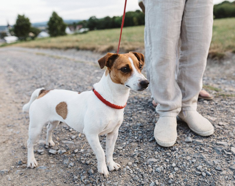 Wenn der Hund sein Geschäft macht, kann man erkennen, ob das Hundefutter ihm guttut.