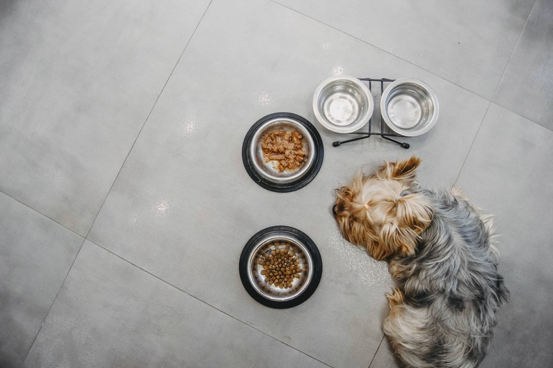 Wie abwechslungsreich sollte das Futter bei einem Hund sein?