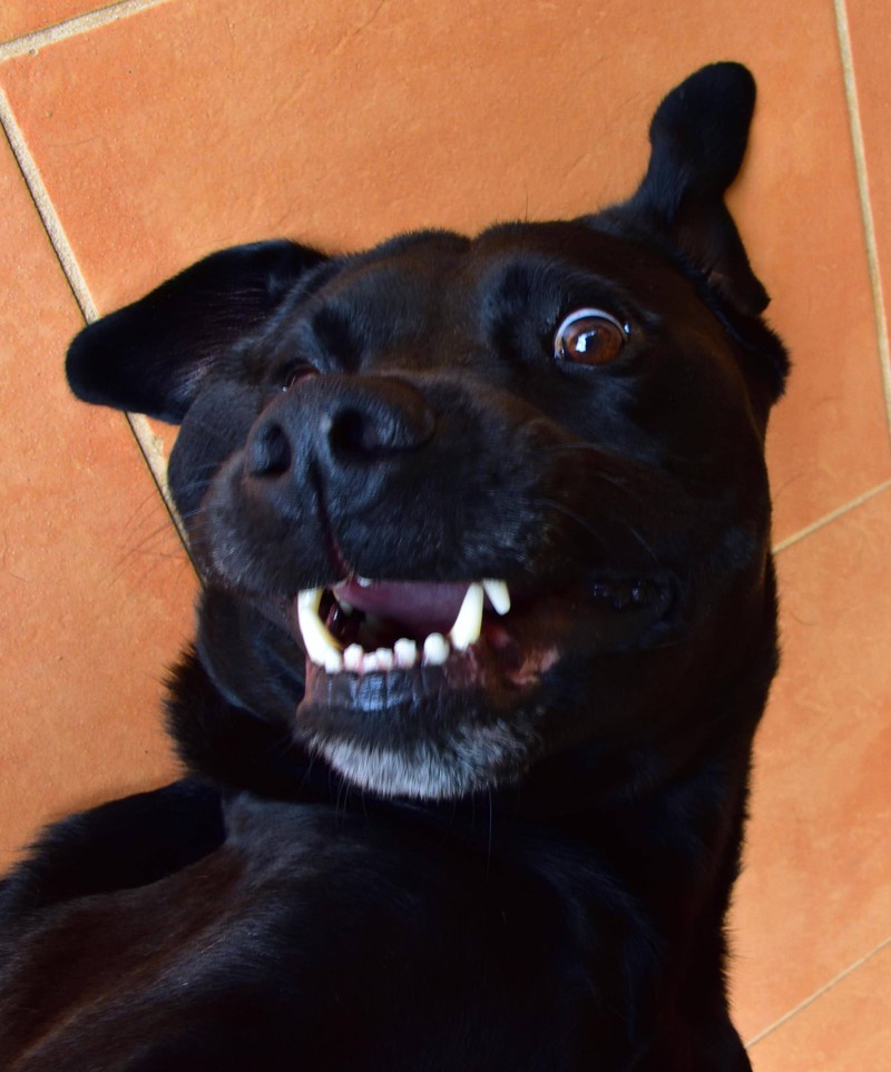 Im Alter könnte der Hund Zahnprobleme bekommen