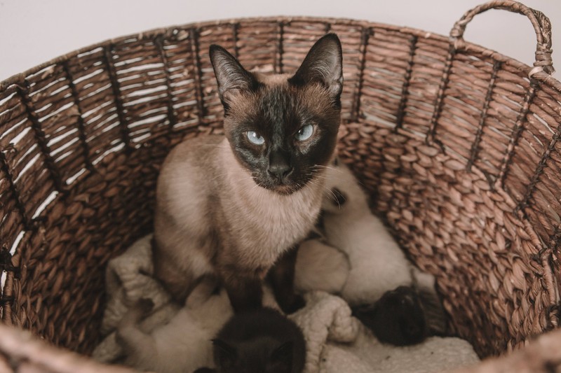 Du kannst deine Katze auf ihre Geburt vorbereiten.