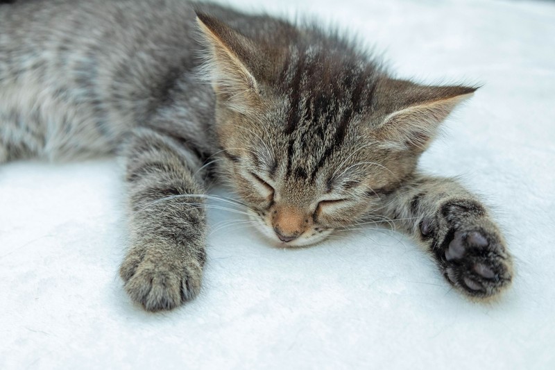 Katzen verändern sich während einer Schwangerschaft auch emotional.