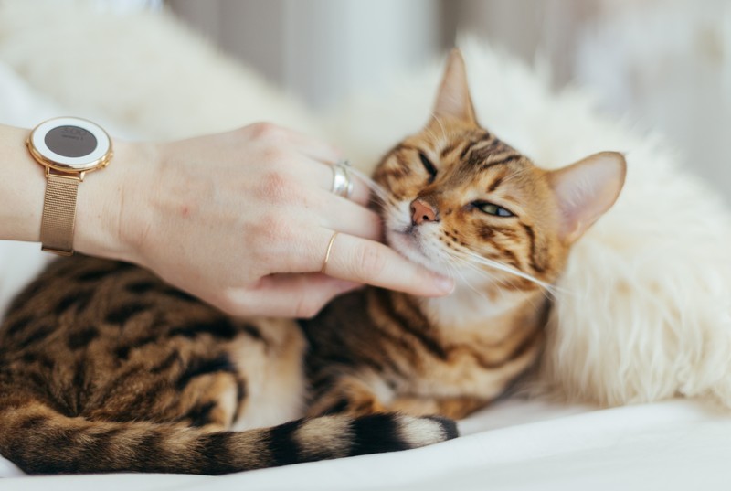 Was solltest du wissen, wenn deine Katze schwanger ist?