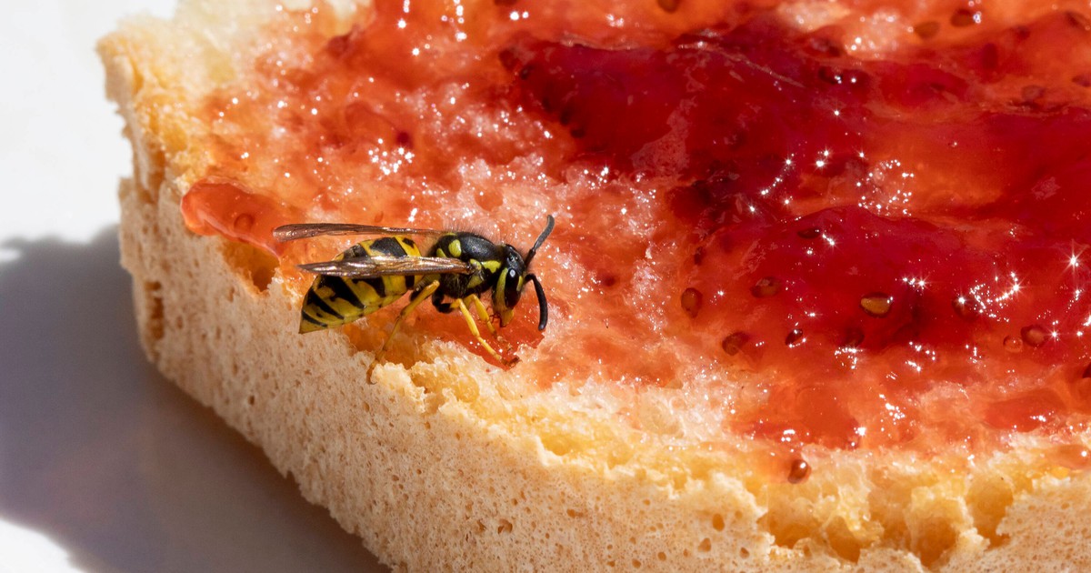 10 lustige Tweets über Wespen