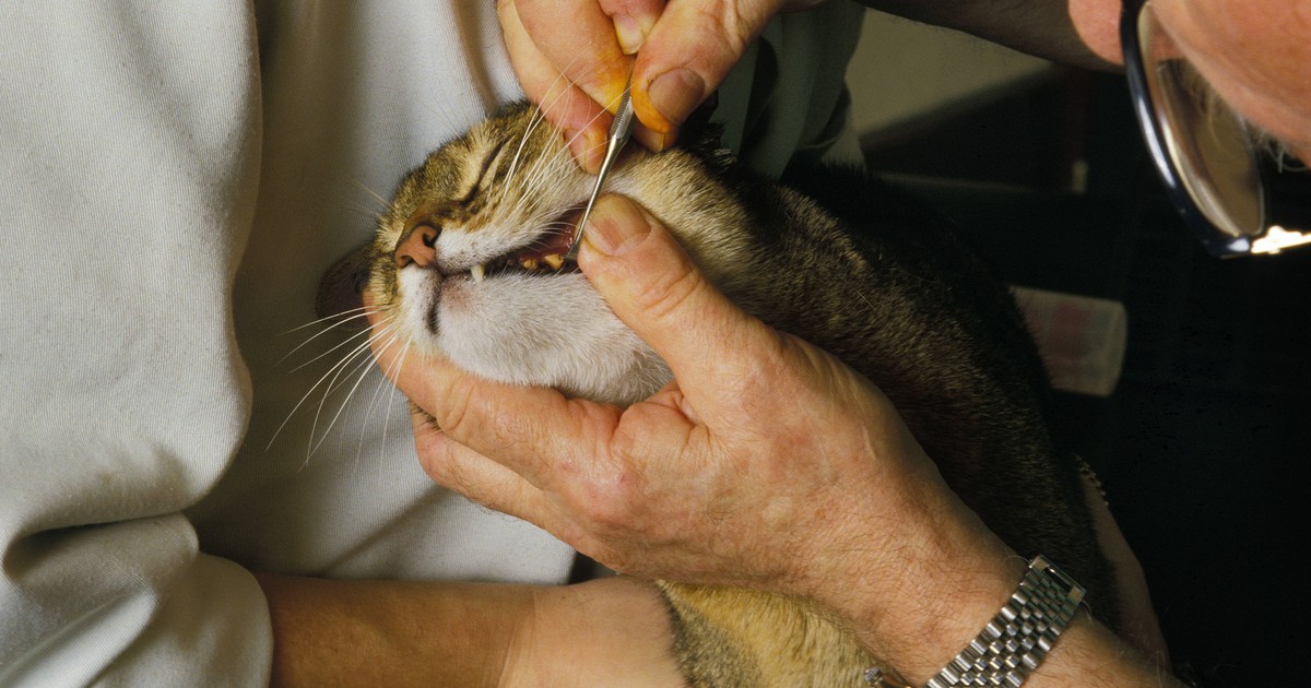 Mundgeruch bei Katzen: Ursachen und Tipps