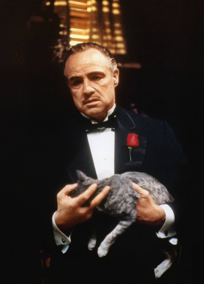 Die Katze von Marlon Brando in Der Pate war eine Straßenkatze, die Regisseur Francis Ford Coppola aufgelesen hatte, und stand ursprünglich nicht im Drehbuch.