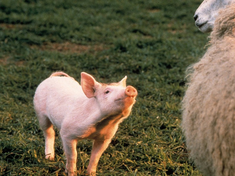 "Ein Schweinchen namens Babe": Das Schwein konnte sprechen