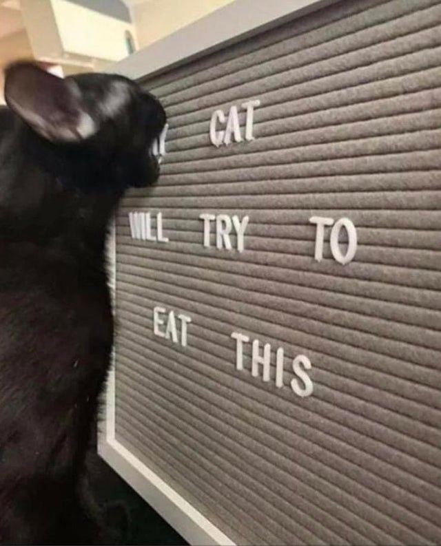 Eine lustige Katze, die versucht ein Schild zu essen.