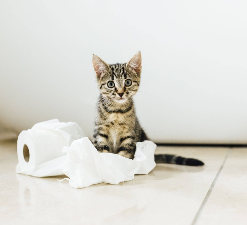 Katzen markieren ihr Revier.