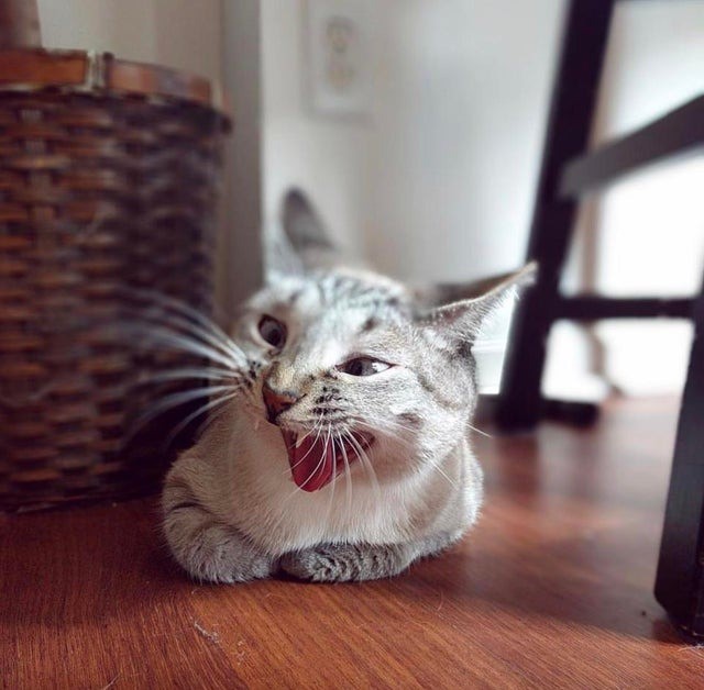 10 witzige Katzen, die beim Niesen fotografiert wurden