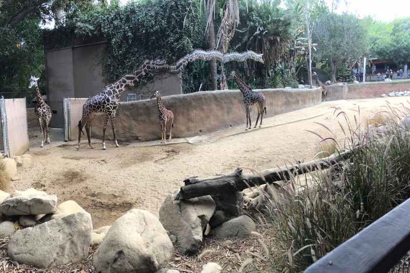 Die Giraffe hat auf dem Panorama-Failbild einen ziemlich langen Hals.