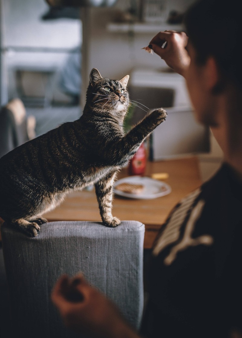 Mann spielt mit einer Katze