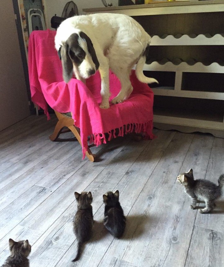 Ein Hund der Angst vor kleinen Kätzchen hat