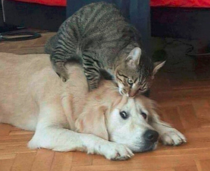 Katze beißt Hund in die Stirn