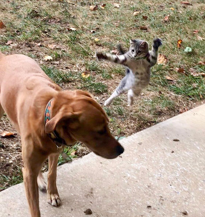 Katze springt Hund an