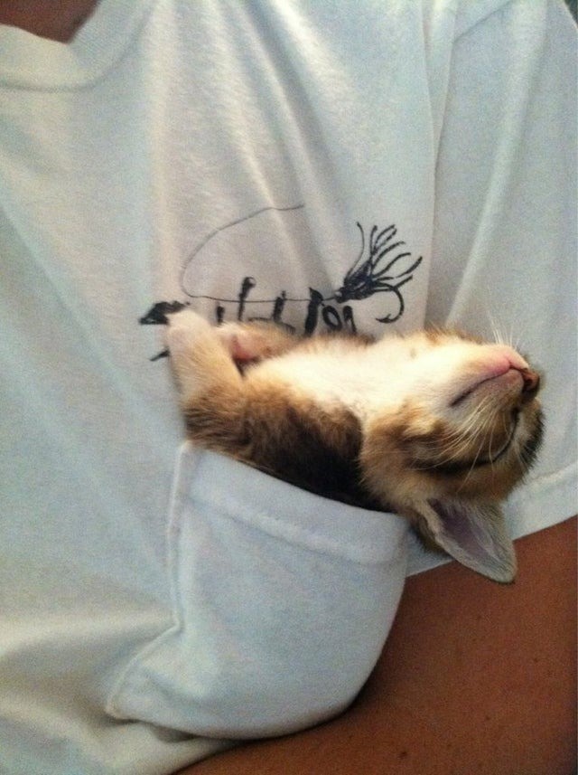 Die kleine Katze schläft in der Tasche des Tshirts.