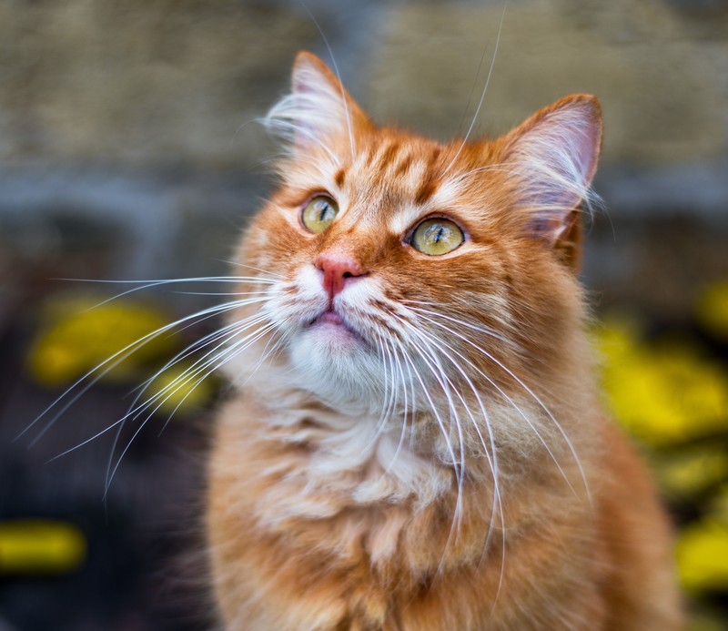 Die Fellfarbe der Katze verrät etwas über die Persönlichkeit